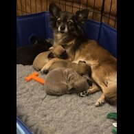 Chihuahua Smooth Coat