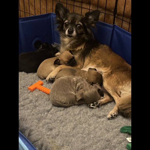 Chihuahua Smooth Coat