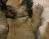 Chihuahua Smooth Coat