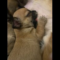 Chihuahua Smooth Coat