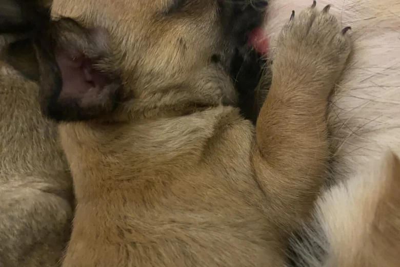 Chihuahua Smooth Coat
