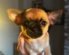 Chihuahua Smooth Coat