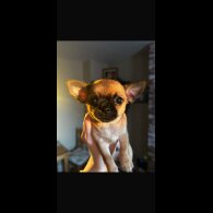 Chihuahua Smooth Coat