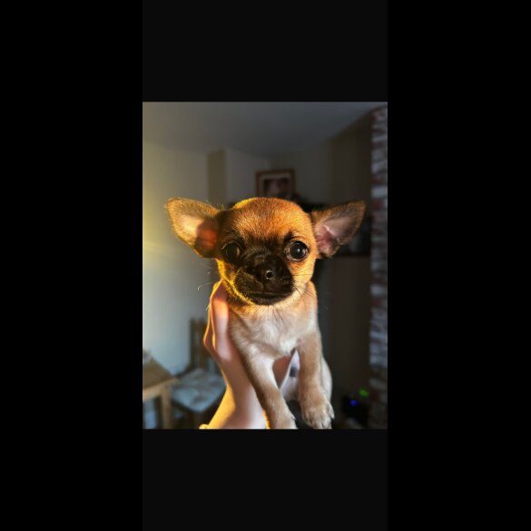 Chihuahua Smooth Coat