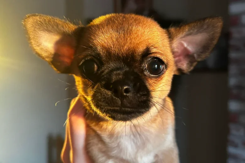Chihuahua Smooth Coat