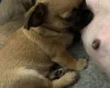 Chihuahua Smooth Coat