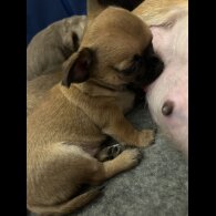 Chihuahua Smooth Coat