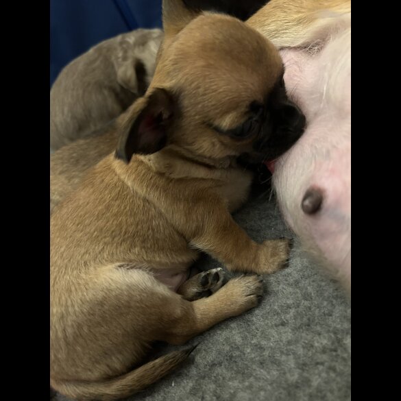 Chihuahua Smooth Coat