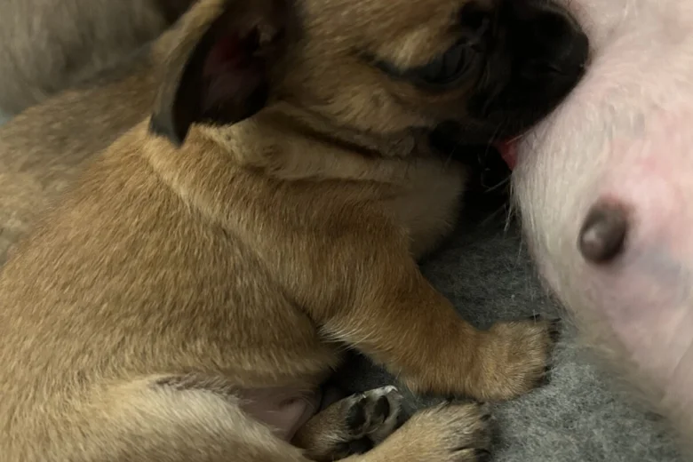 Chihuahua Smooth Coat