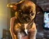 Chihuahua Smooth Coat