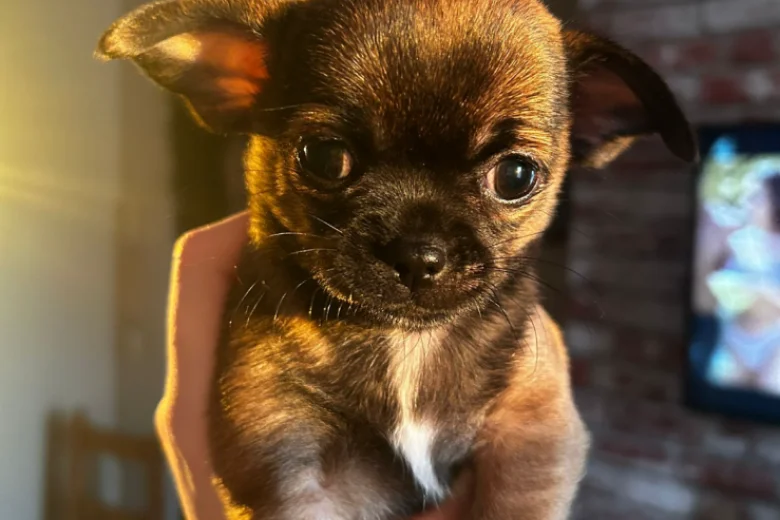 Chihuahua Smooth Coat