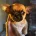 Chihuahua Smooth Coat