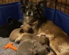 Chihuahua Smooth Coat