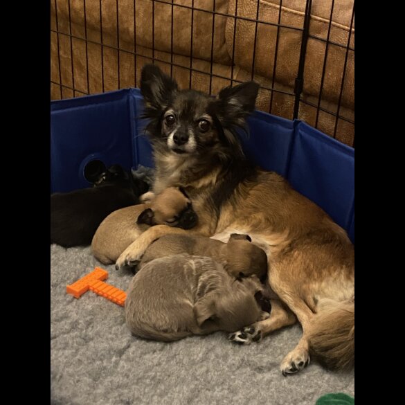 Chihuahua Smooth Coat