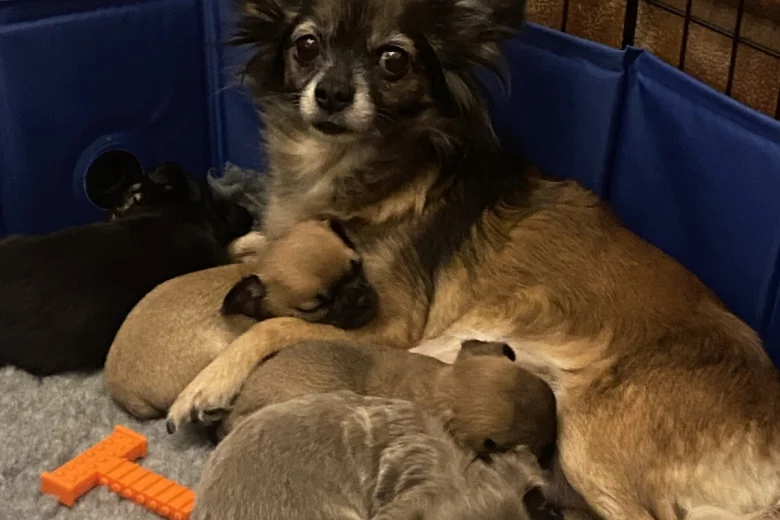 Chihuahua Smooth Coat