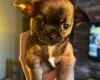 Chihuahua Smooth Coat