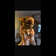 Chihuahua Smooth Coat