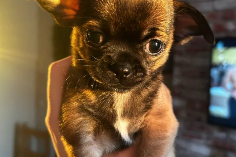 Chihuahua Smooth Coat