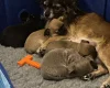 Chihuahua Smooth Coat