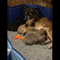 Chihuahua Smooth Coat