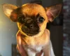 Chihuahua Smooth Coat