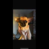 Chihuahua Smooth Coat