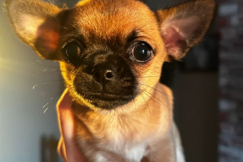 Chihuahua Smooth Coat