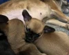 Chihuahua Smooth Coat