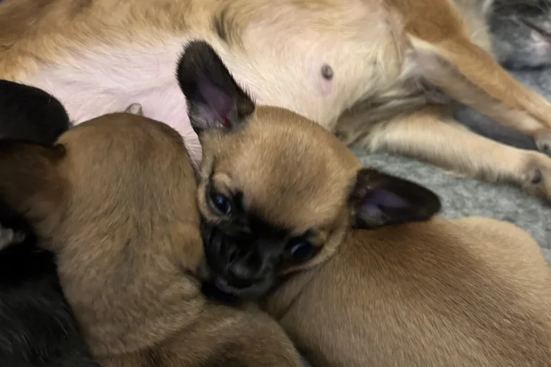 Chihuahua Smooth Coat