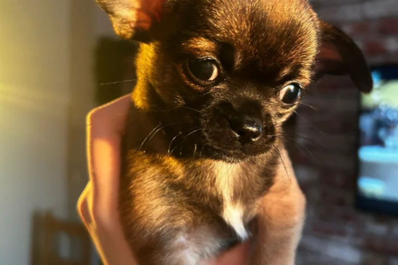 Chihuahua Smooth Coat