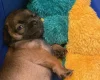 Chihuahua Smooth Coat