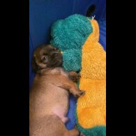 Chihuahua Smooth Coat