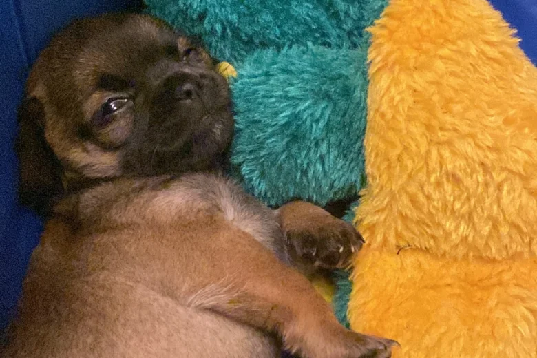 Chihuahua Smooth Coat