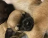 Chihuahua Smooth Coat