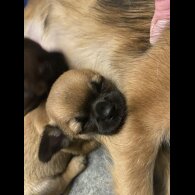 Chihuahua Smooth Coat