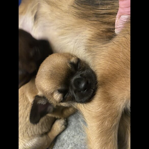 Chihuahua Smooth Coat