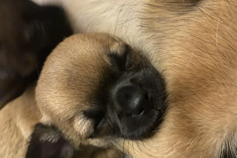 Chihuahua Smooth Coat
