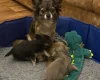 Chihuahua Smooth Coat