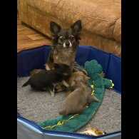 Chihuahua Smooth Coat