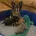 Chihuahua Smooth Coat