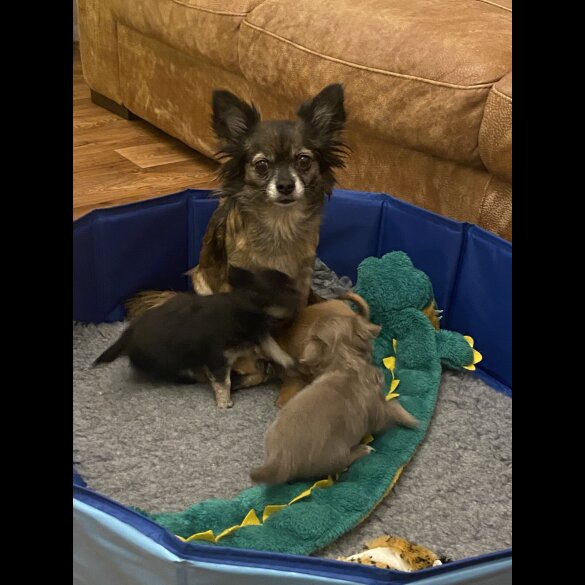 Chihuahua Smooth Coat