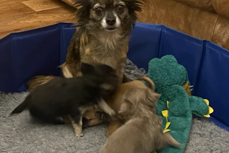 Chihuahua Smooth Coat