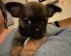 Chihuahua Smooth Coat