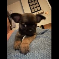 Chihuahua Smooth Coat