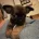 Chihuahua Smooth Coat