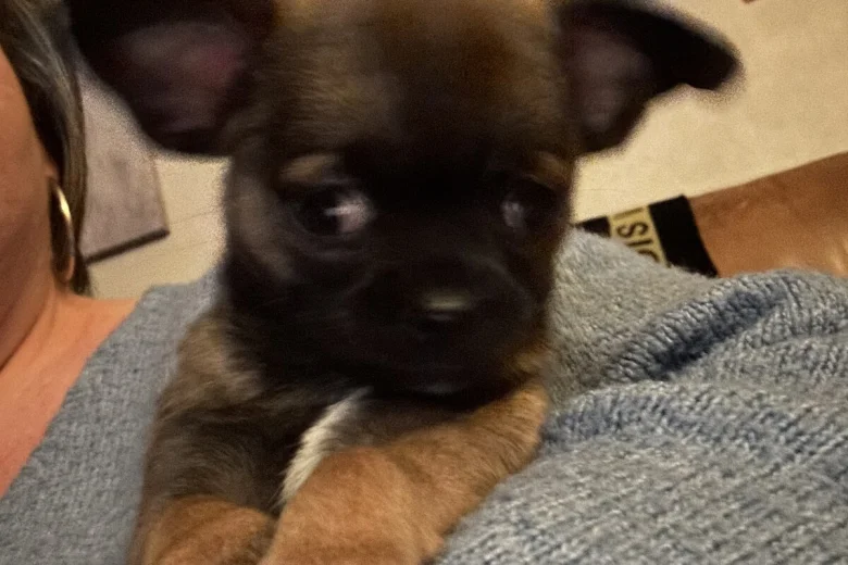 Chihuahua Smooth Coat