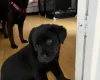 Mixed Breed