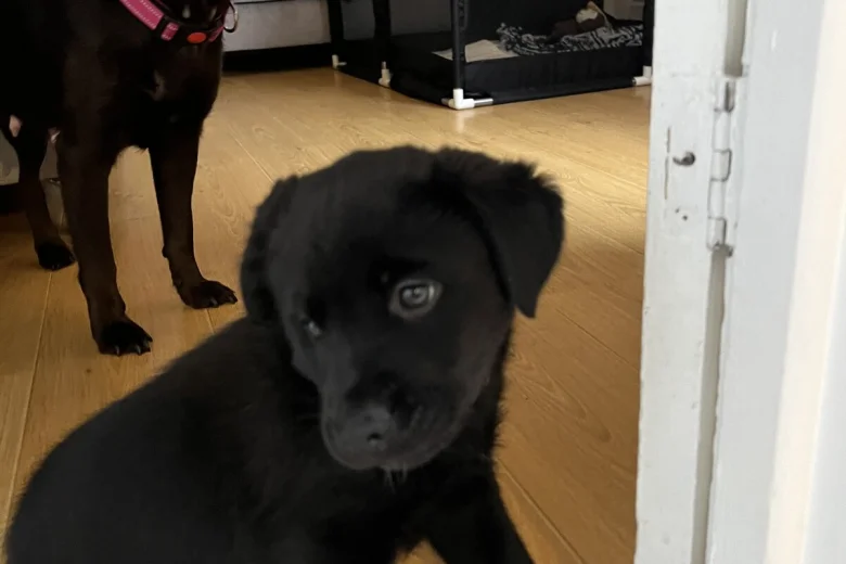 Mixed Breed