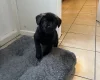 Mixed Breed