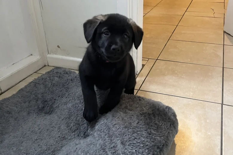 Mixed Breed